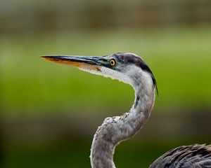 Превью обои цапля, клюв, птица, размытие