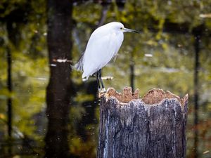 Превью обои цапля, птица, дерево, лес