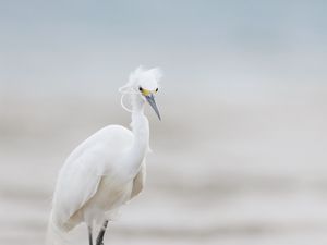 Превью обои цапля, птица, дикая природа, белый