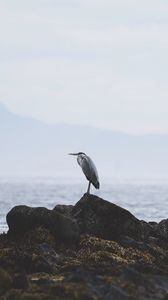 Превью обои цапля, птица, камни, побережье, вода