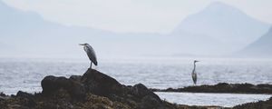 Превью обои цапля, птица, камни, побережье, вода