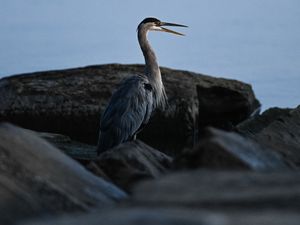 Превью обои цапля, птица, клюв, перья, камни