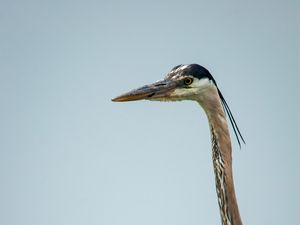 Превью обои цапля, птица, клюв, перья