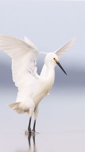 Превью обои цапля, птица, крылья, белый