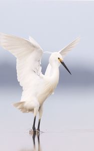 Превью обои цапля, птица, крылья, белый