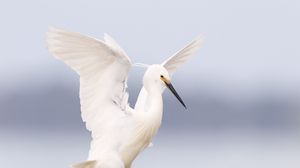 Превью обои цапля, птица, крылья, белый