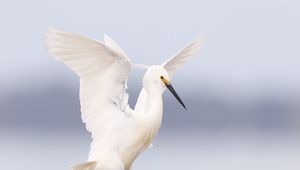 Превью обои цапля, птица, крылья, белый