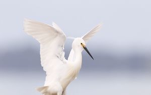 Превью обои цапля, птица, крылья, белый