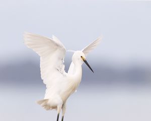 Превью обои цапля, птица, крылья, белый