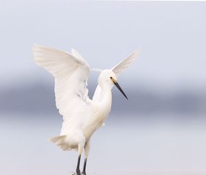 Превью обои цапля, птица, крылья, белый
