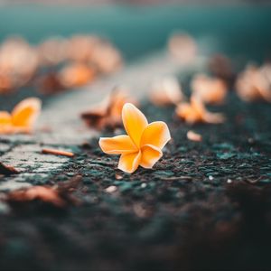 Превью обои цератостилис, цветок, крупным планом, размытость