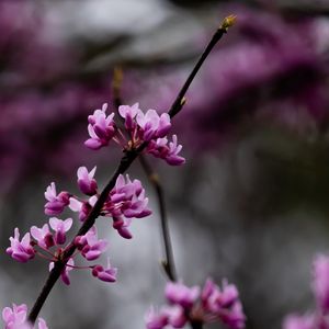 Превью обои церцис, цветы, ветки, дерево, фиолетовый