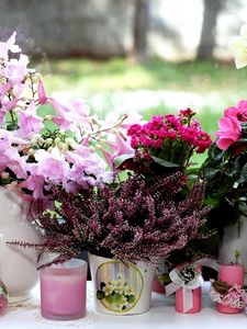Превью обои цикламен, вереск, каланхоэ, орхидея, цветы, вазы, свечи, окно