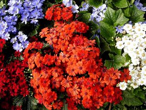 Превью обои цинерарии, цветы, яркие, красочные, разные, листья