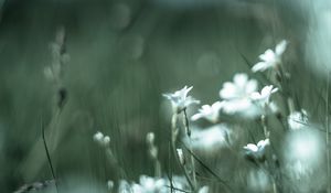 Превью обои цвет, полевые цветы, лепестки, размытие