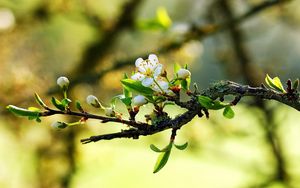 Превью обои цветение, белый, зеленый, яркий, светлый