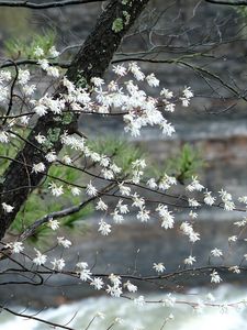 Превью обои цветение, дерево, цветы, весна