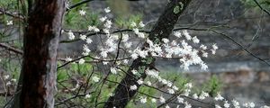 Превью обои цветение, дерево, цветы, весна