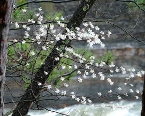 Превью обои цветение, дерево, цветы, весна
