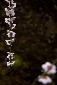 Превью обои цветение, лепестки, ветка, весна