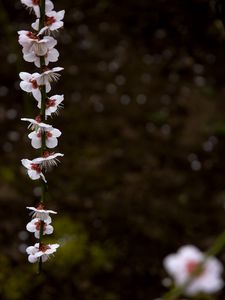 Превью обои цветение, лепестки, ветка, весна