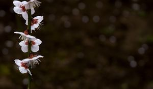 Превью обои цветение, лепестки, ветка, весна