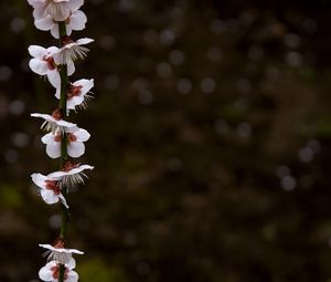 Превью обои цветение, лепестки, ветка, весна