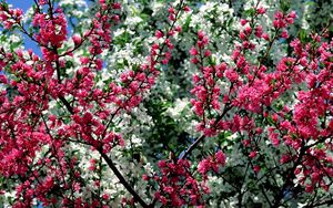 Превью обои цветение, розовое, белое, ветки, весна, небо, настроение