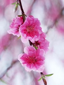 Превью обои цветение, розовое, весна, ветка, листья