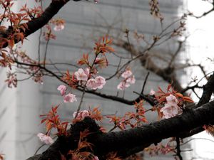 Превью обои цветение, сакура, цветы, дерево, розовый