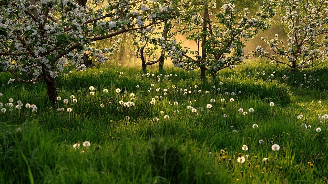 Обои цветение, весна, одуванчики, трава, деревья