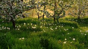 Превью обои цветение, весна, одуванчики, трава, деревья
