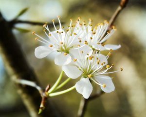 Превью обои цветение, весна, ветка, трио, белоснежные