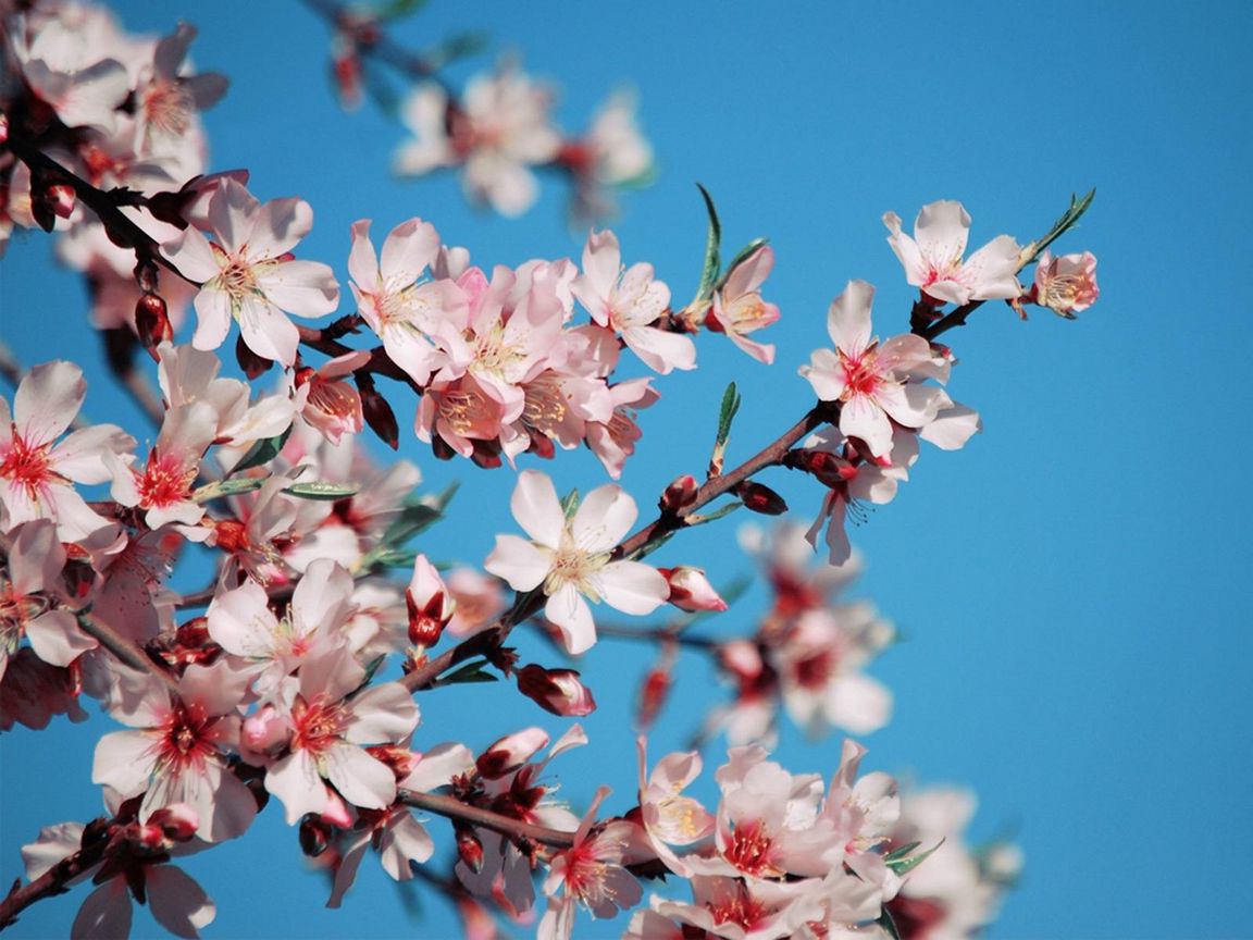 Каким цветом цветет. Сакура аватарка. 1280x1024 Wallpaper Sakura.