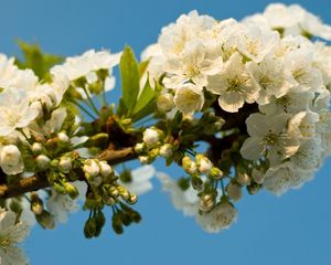 Превью обои цветение, ветка, небо, весна, листья