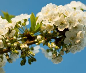 Превью обои цветение, ветка, небо, весна, листья