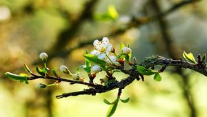 Превью обои цветение, ветка, весна, листочки, паутина, солнечно, настроение