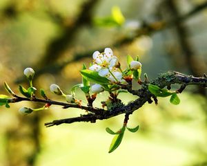 Превью обои цветение, ветка, весна, листочки, паутина, солнечно, настроение