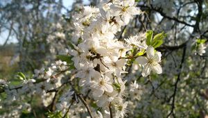 Превью обои цветение, ветка, весна, листья, солнечно, настроение