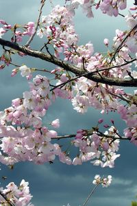 Превью обои цветение, ветки, дерево, весна, небо, пасмурно