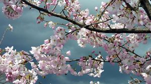 Превью обои цветение, ветки, дерево, весна, небо, пасмурно