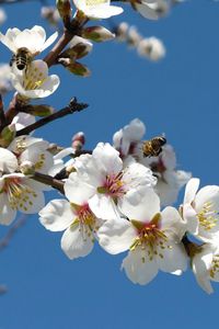 Превью обои цветение, ветки, весна, небо, пчелы, опыление