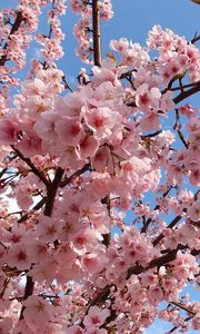 Превью обои цветение, ветки, весна, небо, настроение, красота
