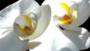Превью обои цветок, белая орхидея, лепестки