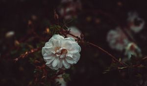 Превью обои цветок, белый, капли, куст, лепестки