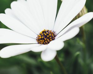 Превью обои цветок, белый, крупный план, цветение, макро