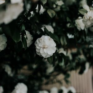 Превью обои цветок, белый, куст, растение, цветет