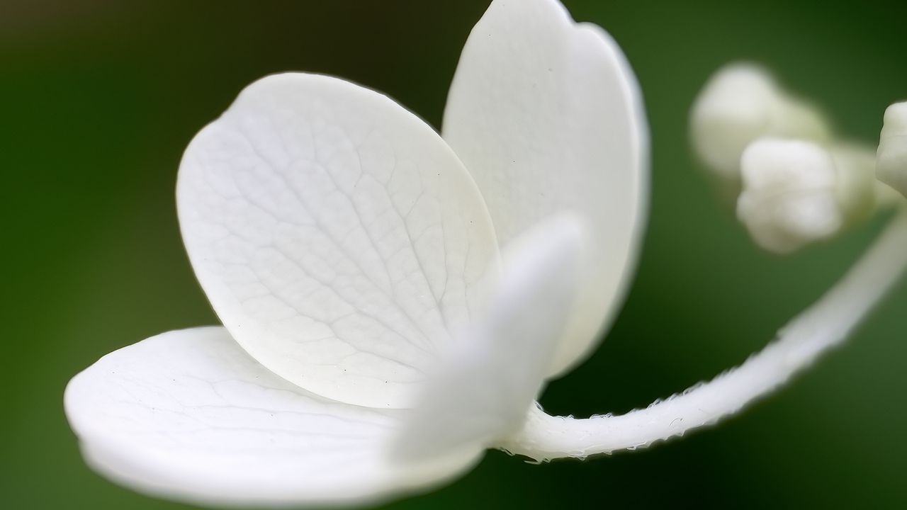 Обои цветок, белый, лепестки, макро