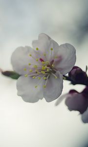 Превью обои цветок, белый, макро, размытие
