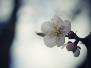 Превью обои цветок, белый, макро, размытие